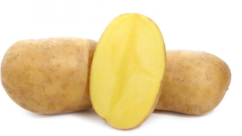 An amazing variety of Lileya potatoes with even smooth tubers and excellent taste