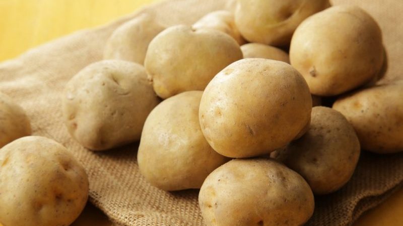 An amazing variety of Lileya potatoes with even smooth tubers and excellent taste