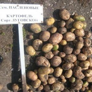 Mid-season, high-yielding Lugovskoy potato, ideal for mashed potatoes
