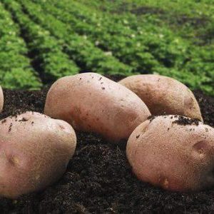 Mid-season, high-yielding Lugovskoy potato, ideal for mashed potatoes