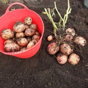 Mid-season, high-yielding Lugovskoy potato, ideal for mashed potatoes