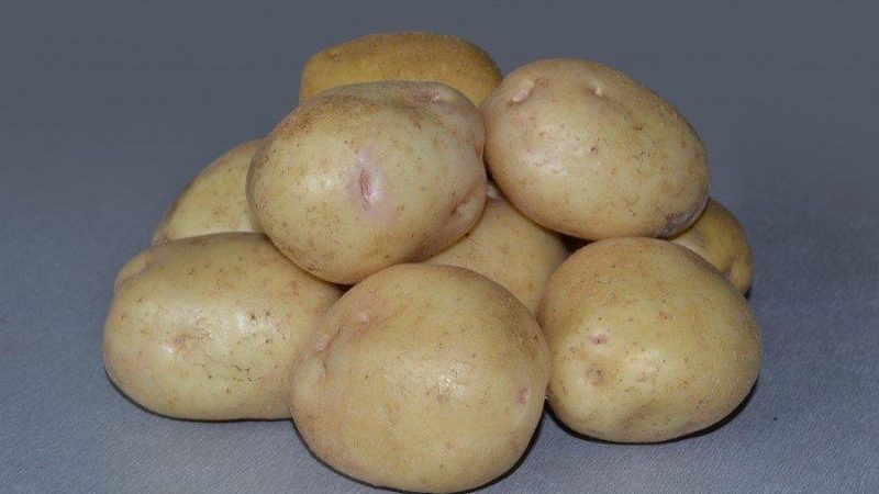 An incredible combination of unpretentiousness and yield of the Nevsky potato variety