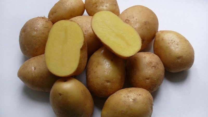 An incredible combination of unpretentiousness and yield of the Nevsky potato variety
