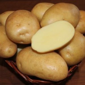 Unpretentious, medium late variety of Nikulinsky potatoes