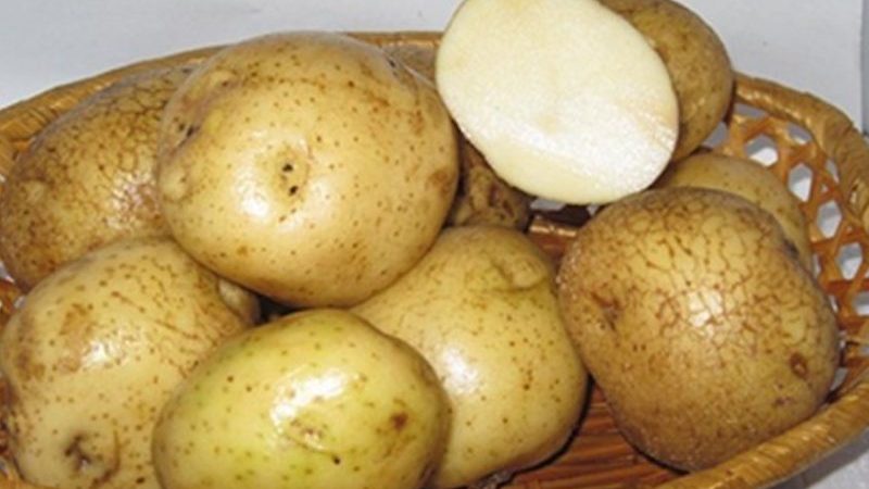 Unpretentious, medium late variety of Nikulinsky potatoes