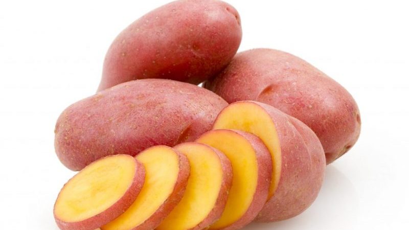 Medium early Rodriga potato with large pink tubers