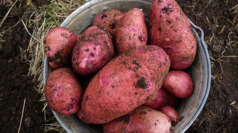 Medium early Rodriga potato with large pink tubers