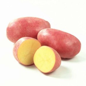 High-yielding Roco potato, ideal for boiling and baking