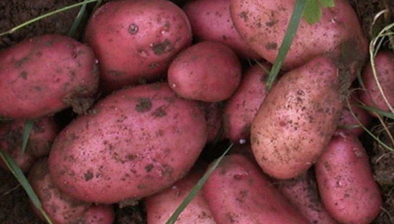 High-yielding Roco potato, ideal for boiling and baking