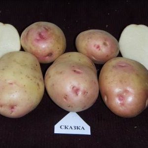 Domestic table potato variety Skazka