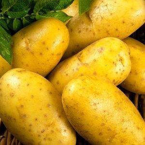 Early ripe table potato variety Uladar: description, photos and reviews of summer residents