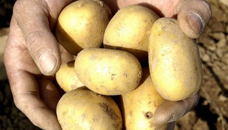Early ripe table potato variety Uladar: description, photos and reviews of summer residents