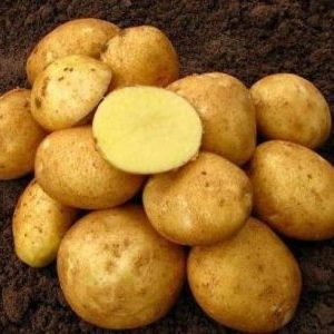 Vineta is the most popular and high-yielding potato variety among amateur gardeners