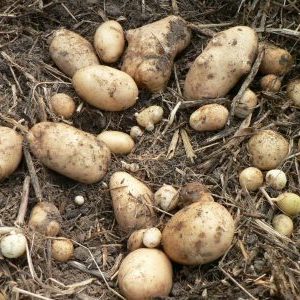 Vineta is the most popular and high-yielding potato variety among amateur gardeners