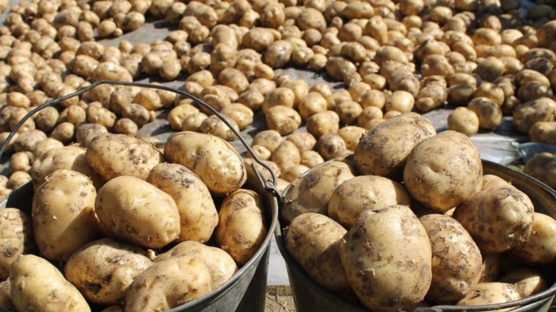 Vineta is the most popular and high-yielding potato variety among amateur gardeners