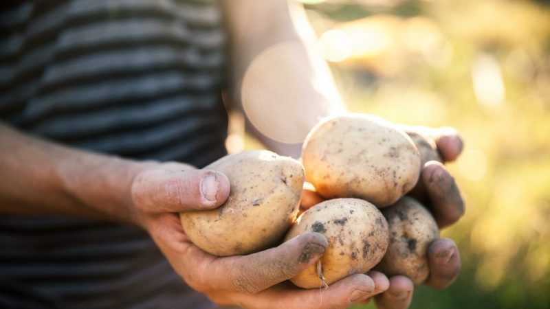 Vineta is the most popular and high-yielding potato variety among amateur gardeners