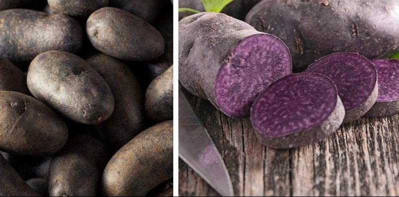 Amazing Vitalot potato with purple skin and pulp