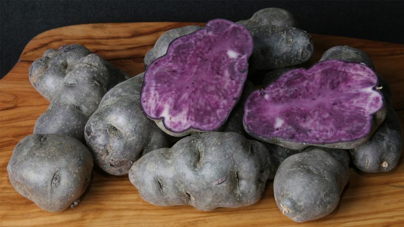 Amazing Vitalot potato with purple skin and pulp