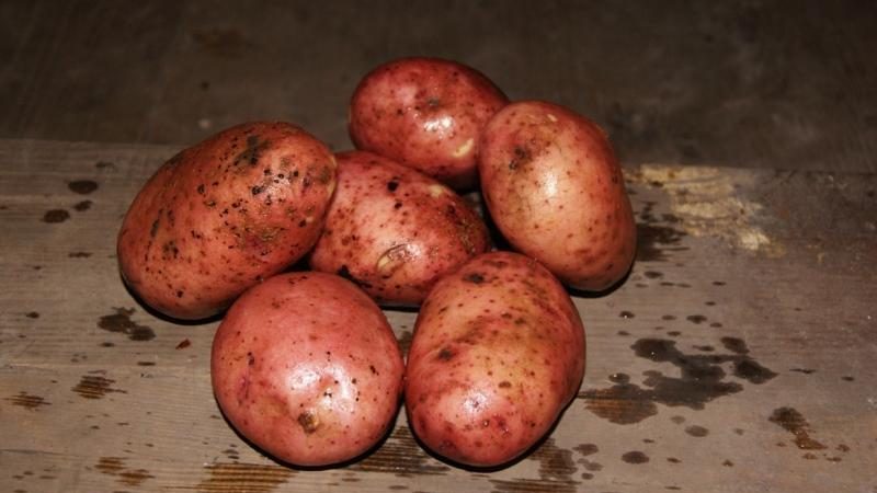 High-yielding, frost-resistant potato variety Zhuravinka with excellent taste