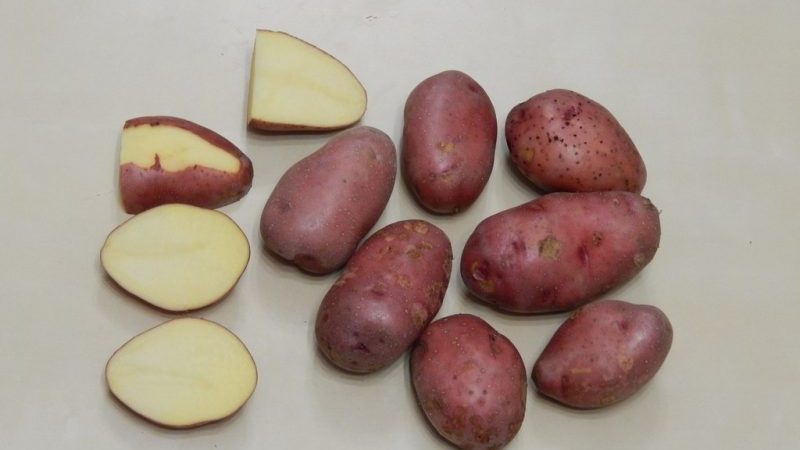 High-yielding, frost-resistant potato variety Zhuravinka with excellent taste