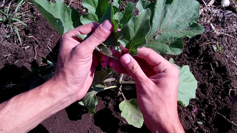 When and how to pinch eggplants: a step-by-step guide for novice summer residents
