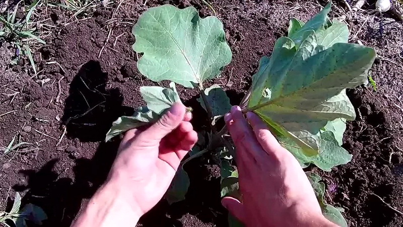 When and how to pinch eggplants: a step-by-step guide for novice summer residents