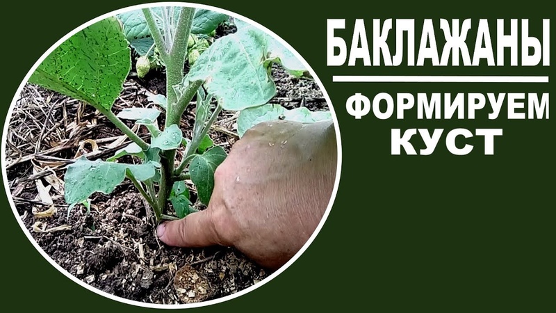 When and how to pinch eggplants: a step-by-step guide for novice summer residents