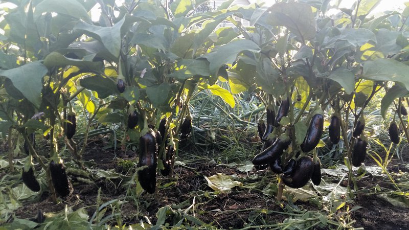 When and how to pinch eggplants: a step-by-step guide for novice summer residents