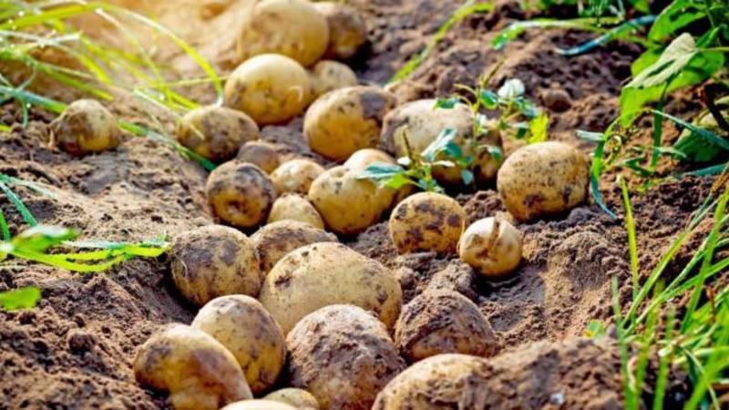 How and when to dig potatoes for storage