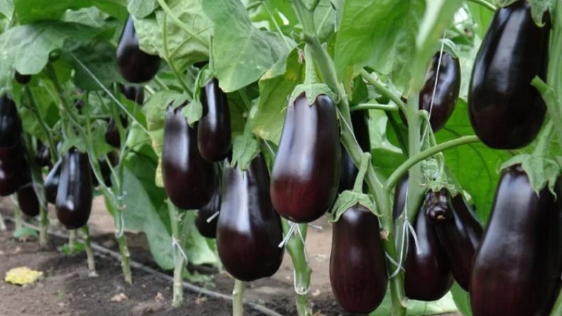 When to remove eggplants from a bush in a greenhouse and open field and how to store crops