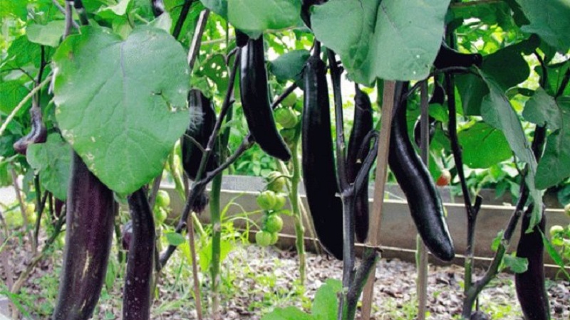 When to remove eggplants from a bush in a greenhouse and open field and how to store crops
