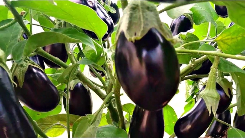 What to do if the flowers of the eggplant in the greenhouse fall and why is this happening?