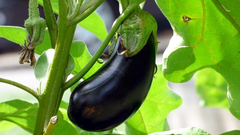 When to remove eggplants from a bush in a greenhouse and open field and how to store crops