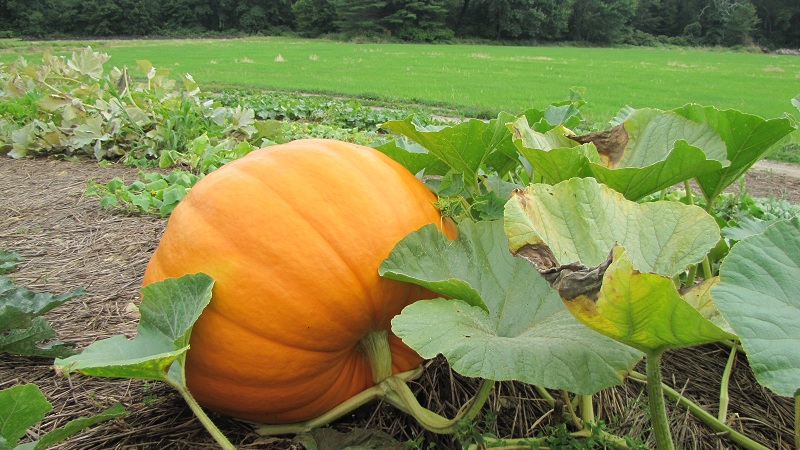 When to remove a pumpkin from a garden in the Leningrad region and how to store it correctly so that it does not deteriorate