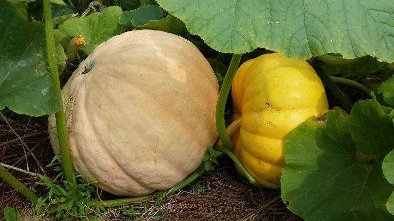When to remove a pumpkin from a garden in the Leningrad region and how to store it correctly so that it does not deteriorate