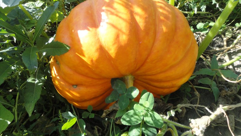 When to remove a pumpkin from a garden in the Leningrad region and how to store it correctly so that it does not deteriorate