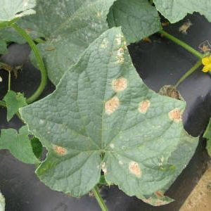 Causes of pale green cucumber leaves and methods of dealing with the problem