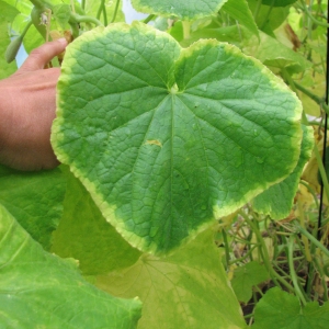 Causes of pale green cucumber leaves and methods of dealing with the problem