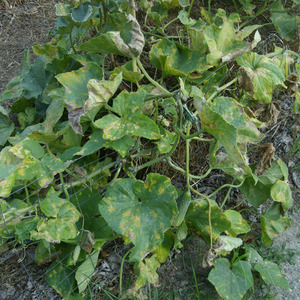 Causes of pale green cucumber leaves and methods of dealing with the problem