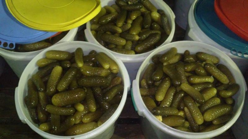 The best recipes for pickling cucumbers in a cold way for storage in an apartment in winter