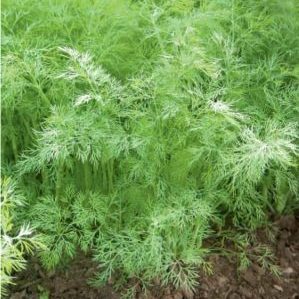 The best varieties of dill for greens without umbrellas for growing in greenhouses, open ground and at home