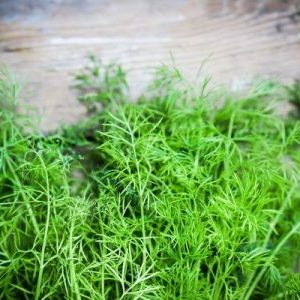 The best varieties of dill for greens without umbrellas for growing in greenhouses, open ground and at home