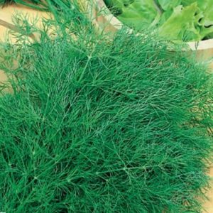 The best varieties of dill for greens without umbrellas for growing in greenhouses, open ground and at home
