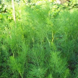 The best varieties of dill for greens without umbrellas for growing in greenhouses, open ground and at home