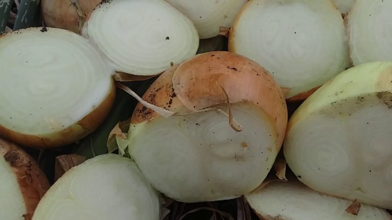 The time-tested onion variety Karatalsky