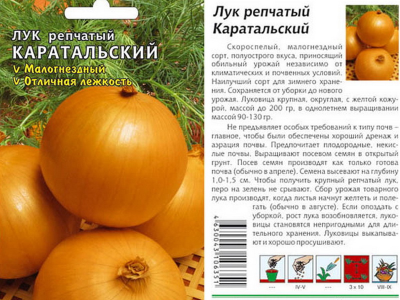 The time-tested onion variety Karatalsky