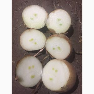 The time-tested onion variety Karatalsky