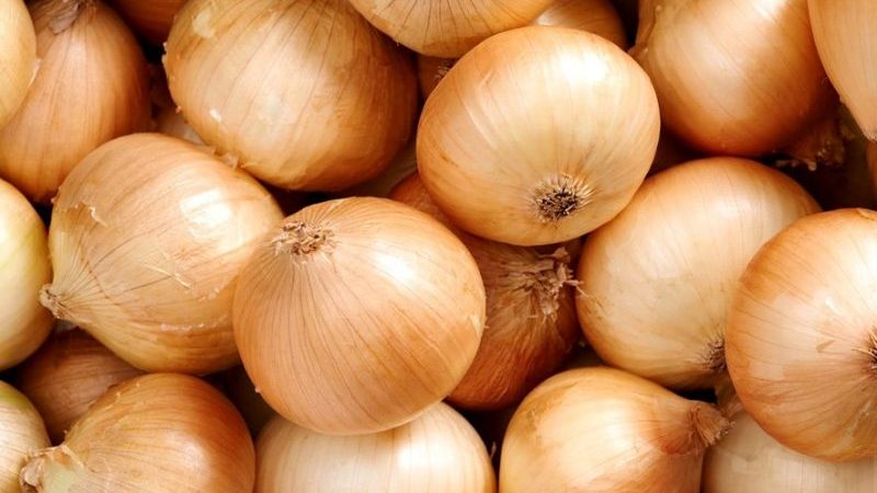 The time-tested onion variety Karatalsky
