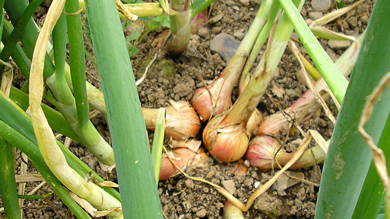 Varieties of Family onions and their characteristics