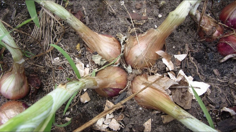 Varieties of Family onions and their characteristics